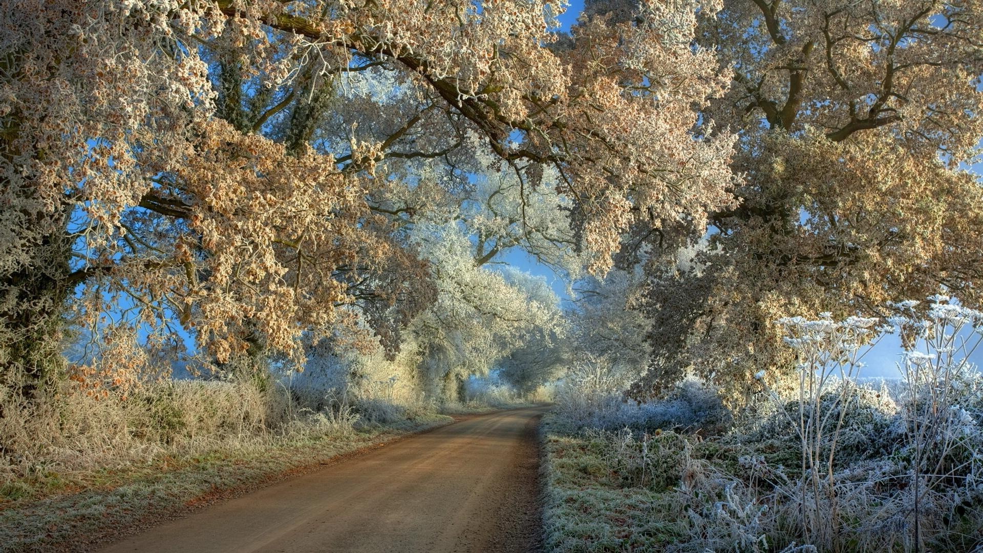 inverno árvore paisagem natureza madeira outono temporada ao ar livre ramo cênica parque céu guia folha rural estrada ambiente flora cor bom tempo