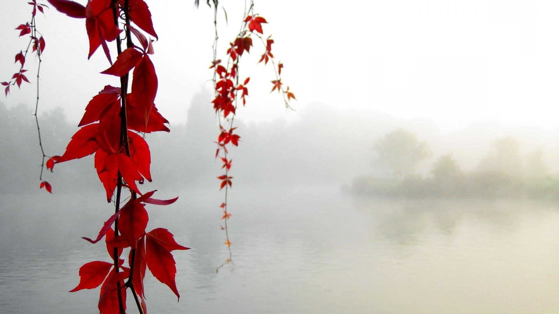 baies nature hiver feuille noël automne à l extérieur lumineux