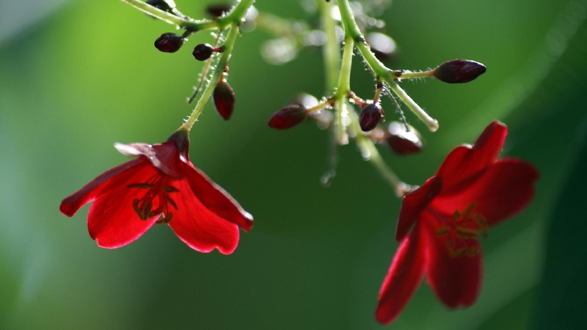 kwiaty kwiat natura flora ogród liść lato