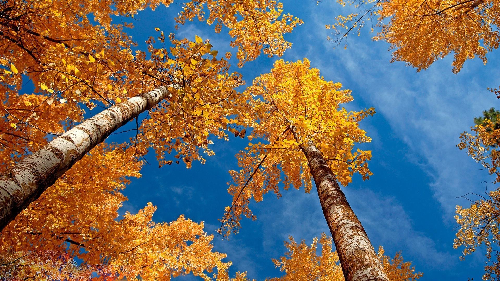 forêt automne feuille arbre bois érable saison nature or branche parc paysage couleur à l extérieur environnement changement lumineux beau temps scène flore