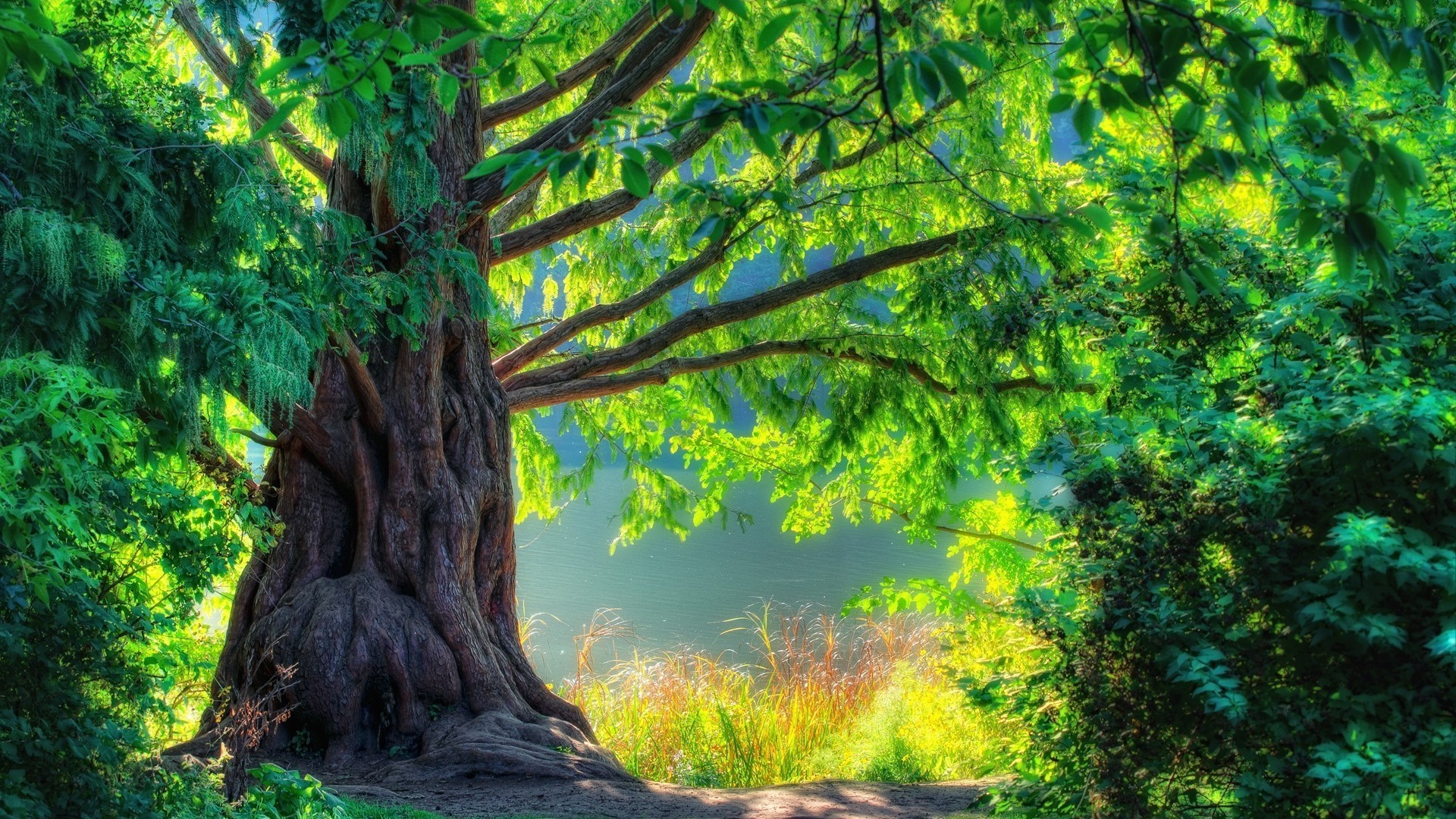 árboles árbol madera naturaleza paisaje hoja al aire libre parque flora escénico verano miércoles rama tronco temporada amanecer buen tiempo paisaje