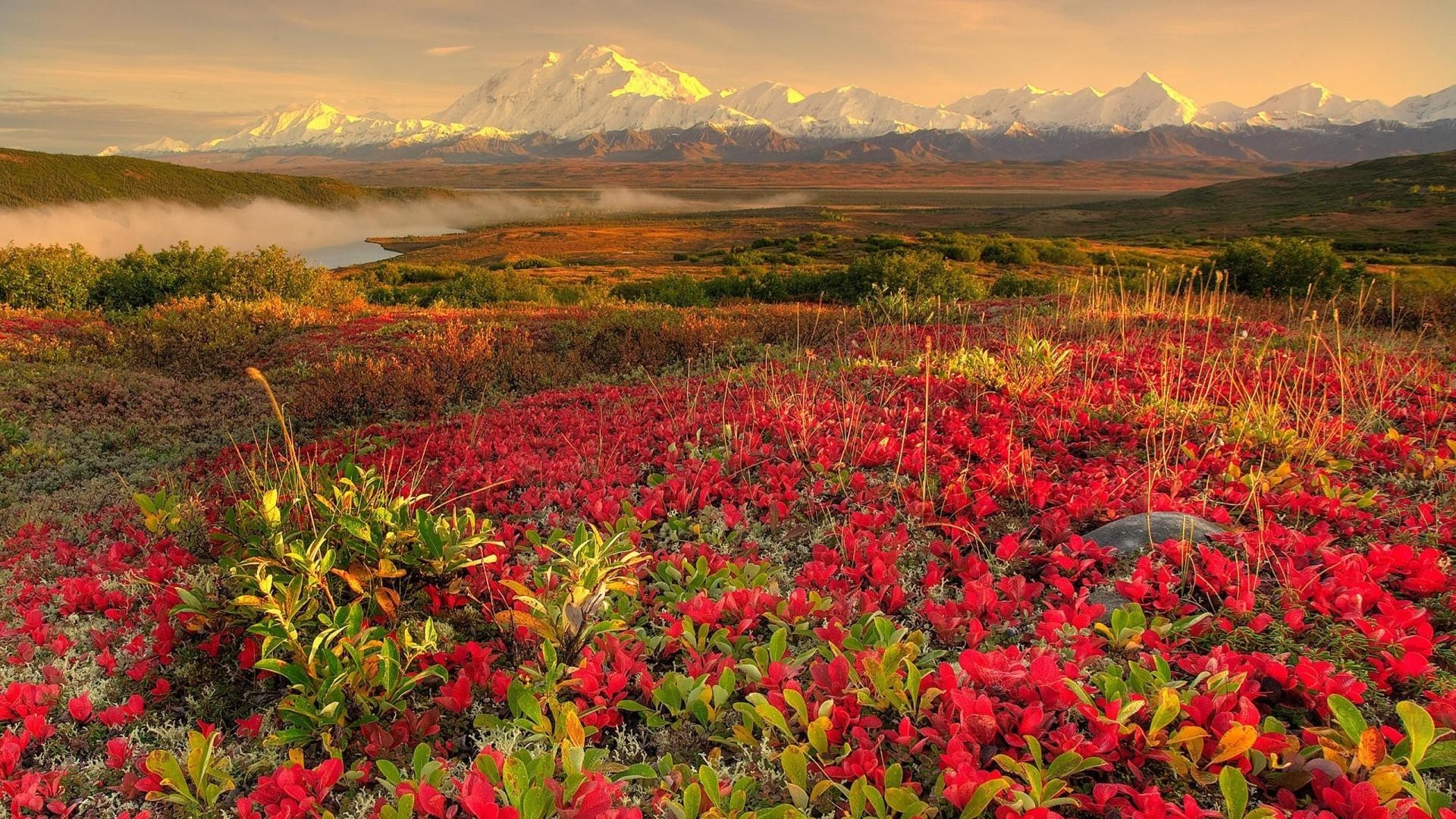 fields meadows and valleys nature landscape flower field mountain dawn flora summer outdoors sky season scenic rural fair weather environment hayfield leaf tree color