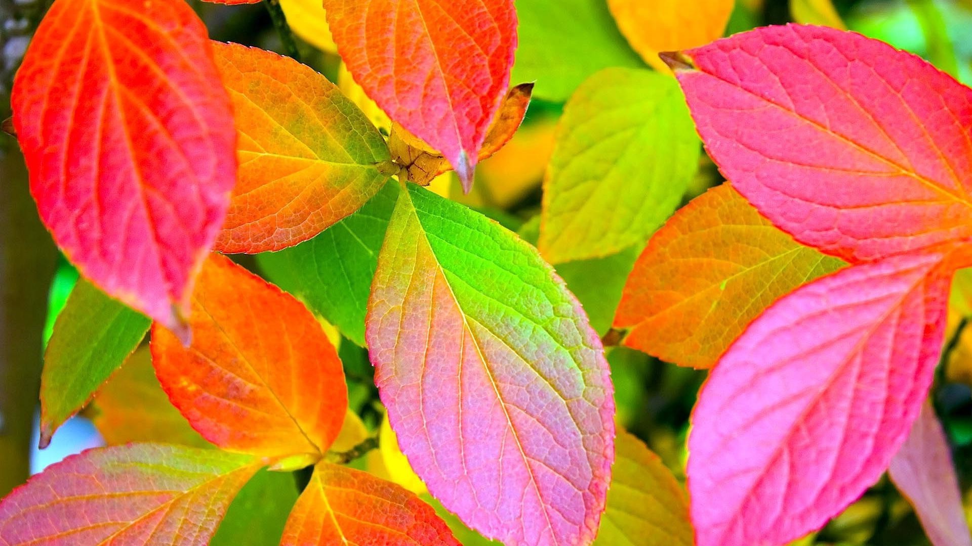 hojas hoja otoño naturaleza flora brillante temporada textura color crecimiento jardín venas árbol escritorio arce primer plano