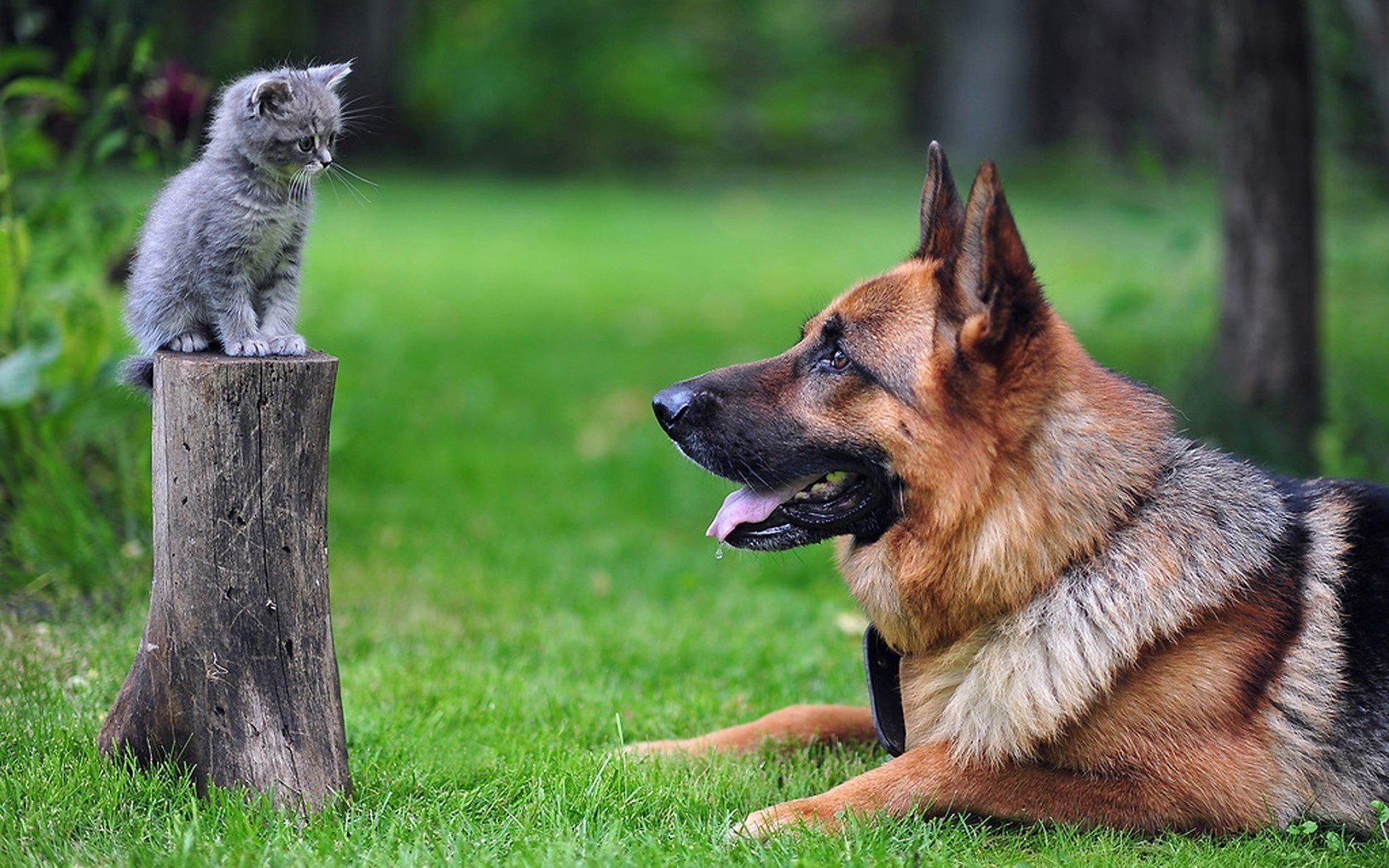 hayvanlar köpek sevimli hayvan memeli portre köpek eğitmeni evde beslenen hayvan kürk doğa çimen tarama küçük göz çok güzel genç yerli köpek yavrusu