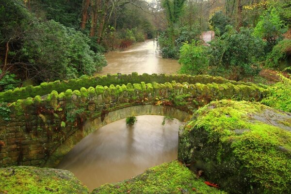 Alte überwachsene Brücke über den Fluss im Wald