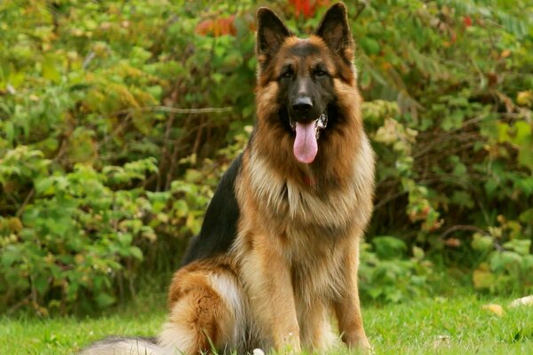 Shaggy dog in nature