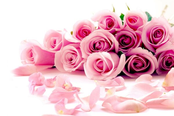 Pink roses on a white background