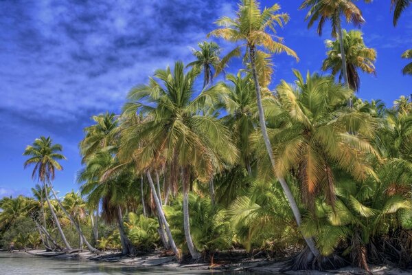 Тропические пальмы на фоне синего неба