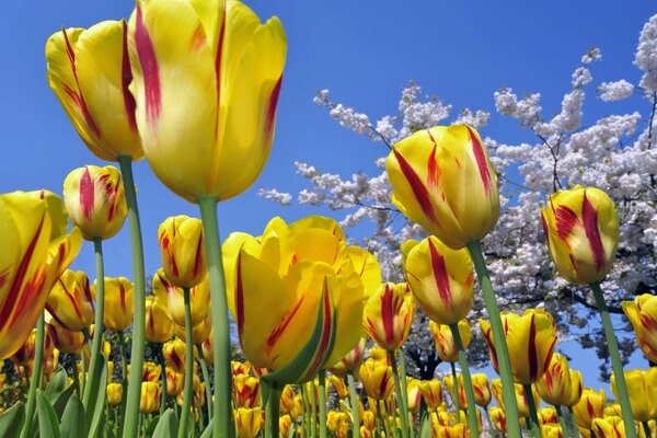 Flora natura fiore tulipano