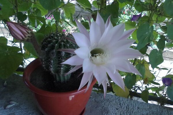 Flores con hojas, naturaleza flora