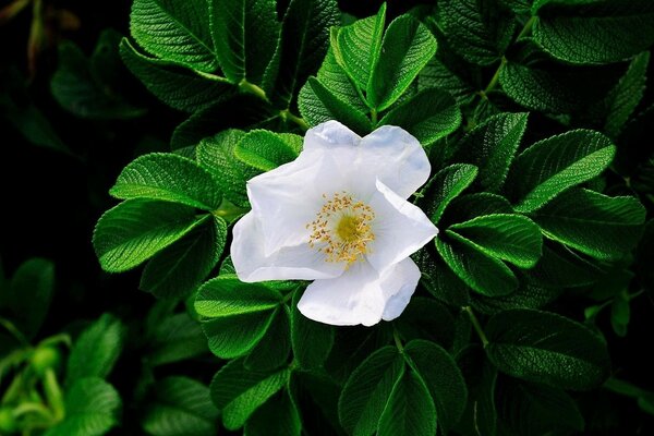 Quale fiore quale Flora sono impressionato