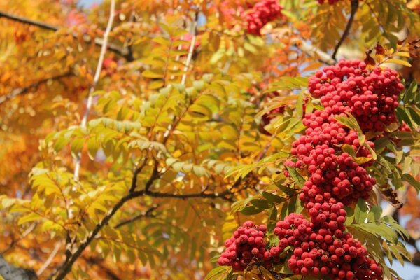 पत्तियों के साथ शरद ऋतु परिदृश्य पेड़