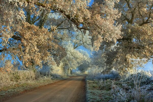 La primera nieve en las hojas de los árboles que cuelgan sobre la carretera