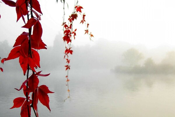 Leaf on the background of a foggy lake