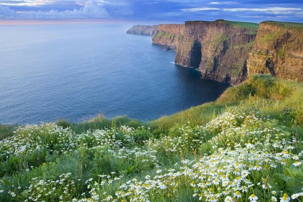 Daisies grow on the seashore