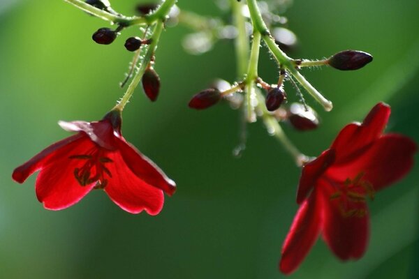 The bud of a red flower is close