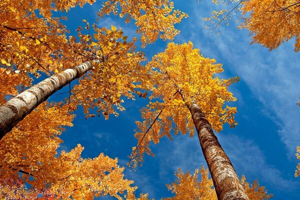 Birken mit orangefarbenem Laub im Herbst