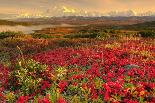 Paisagem de clareiras de flores vermelhas