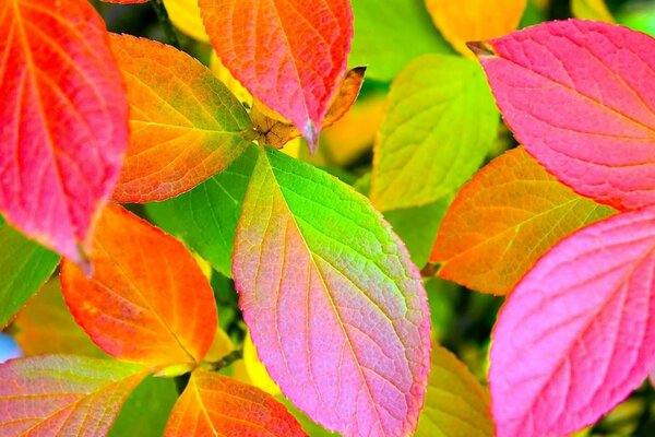 Feuilles multicolores sur le bureau