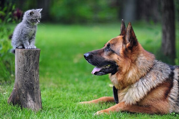 The dog and the cat look at each other