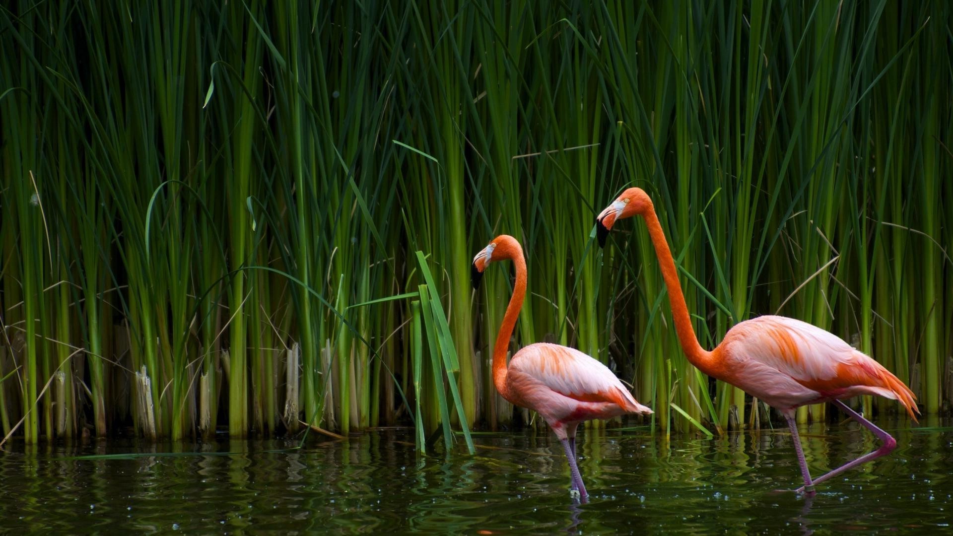 animali natura lago estate erba acqua piscina