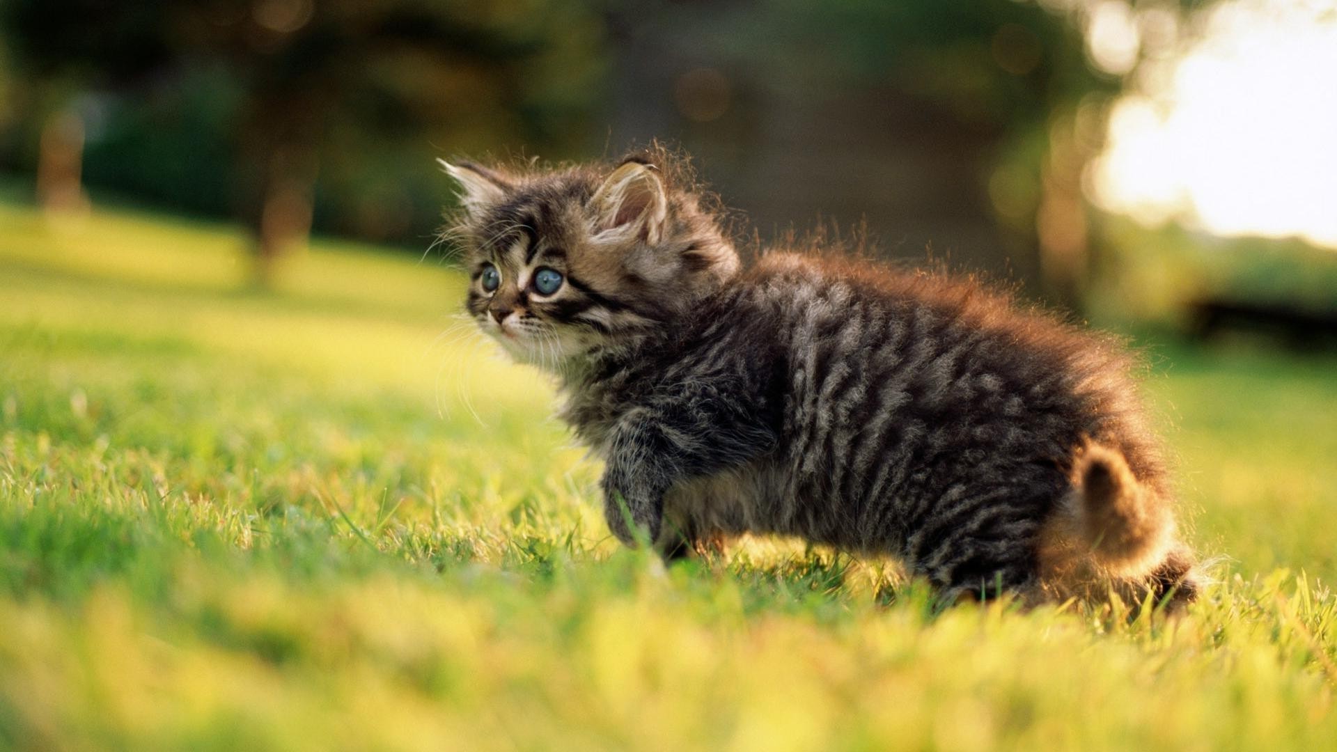 gatos gato mamífero animal fofa grama natureza retrato pele animal de estimação gatinho pequeno criança jovem olho ao ar livre vida selvagem