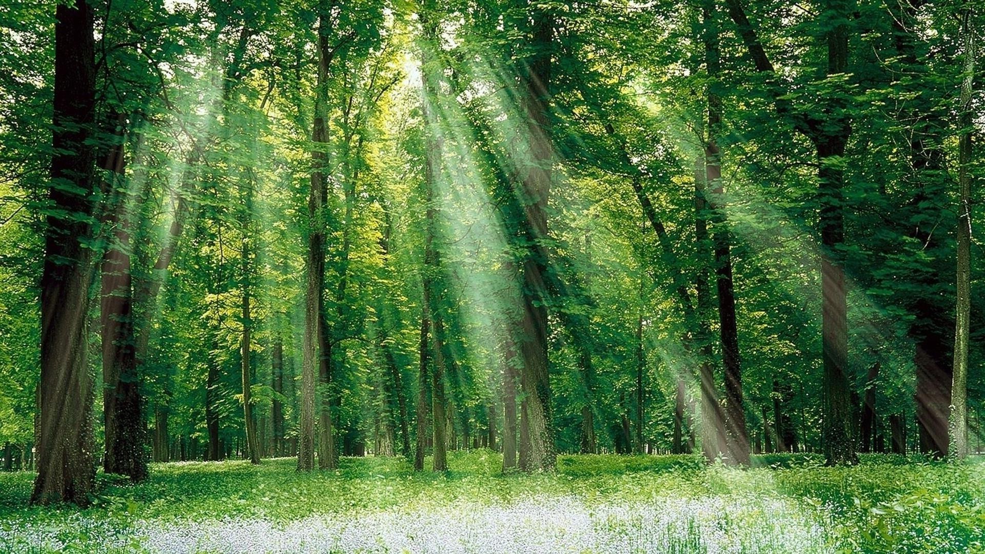 las drewno liść natura krajobraz drzewo park mgła jesień dobra pogoda świt mgła malownicze środowiska bujne sezon przewodnik dzikie krajobrazy bagażnik wycieczka