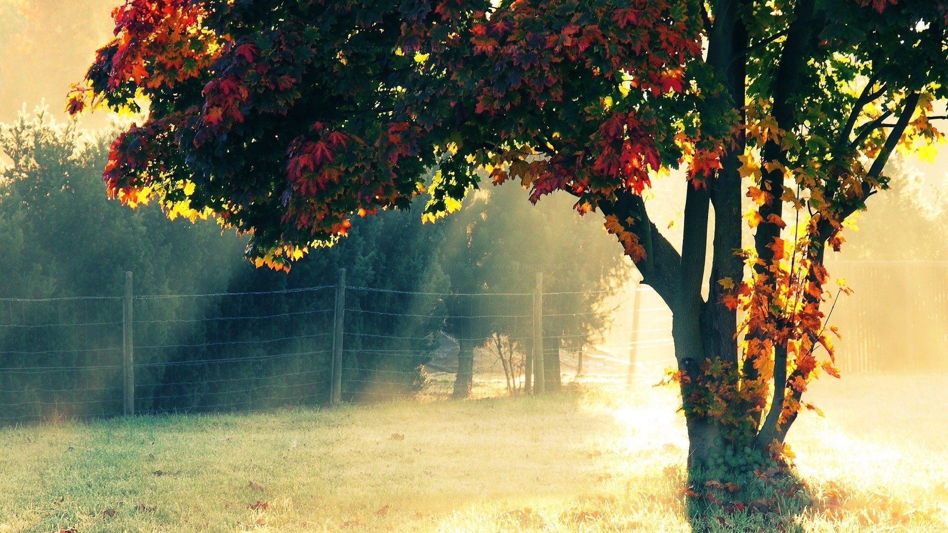 puesta de sol y amanecer otoño hoja árbol niebla niebla paisaje naturaleza madera al aire libre parque rama amanecer temporada buen tiempo campo sol exuberante brillante arce