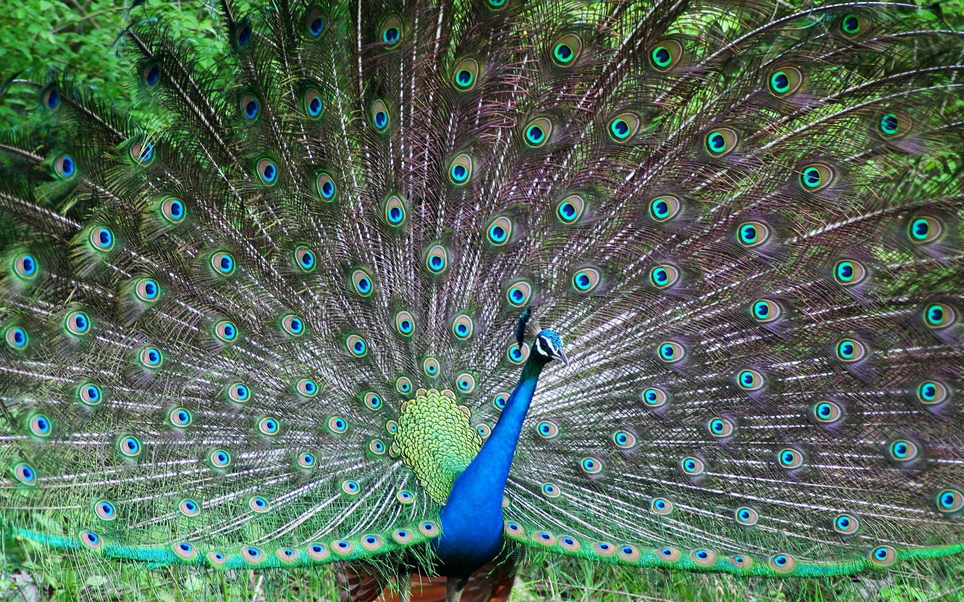 tiere pfau vogel feder pfau ritual muster ausstellung tanzen hell schwanz hell hahn natur türkis desktop textur hals farbe vögel stolz