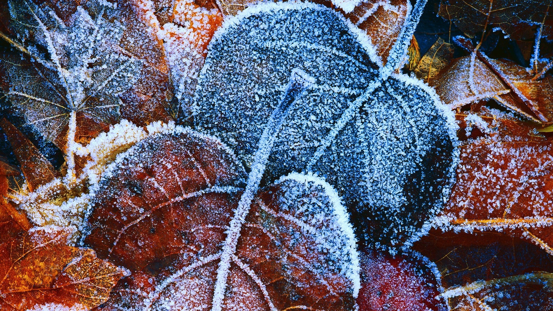 feuilles bureau modèle nature noël couleur décoration texture hiver gros plan résumé arbre saison