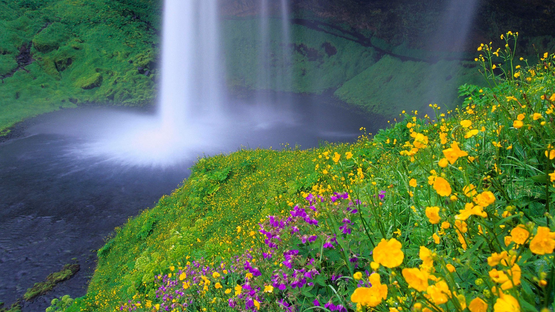 cascate natura paesaggio estate all aperto fiore legno erba acqua foglia ambiente flora selvaggio fieno vivid