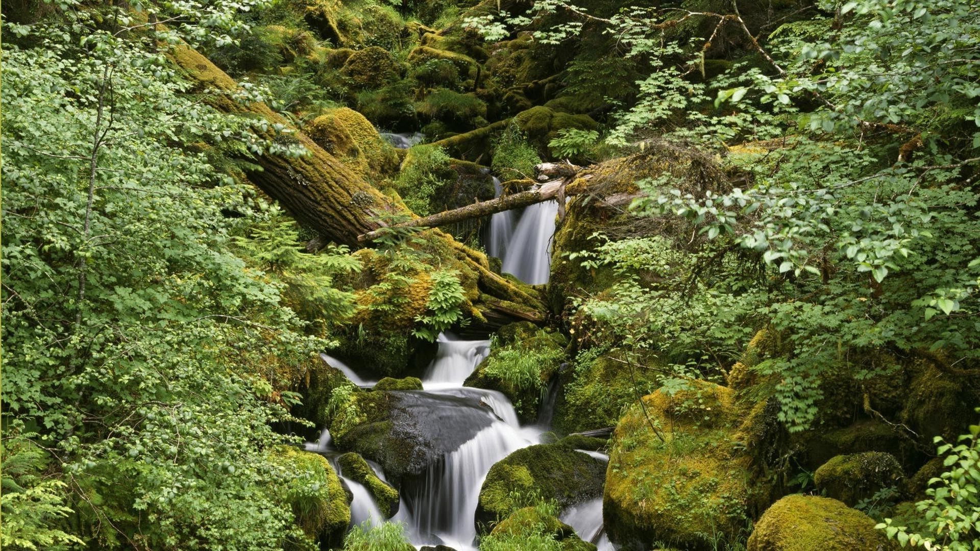 瀑布 水 流 自然 木材 瀑布 苔藓 河 叶 岩石 树 石 景观 户外 郁郁葱葱 溪 流 秋天 级联 野生