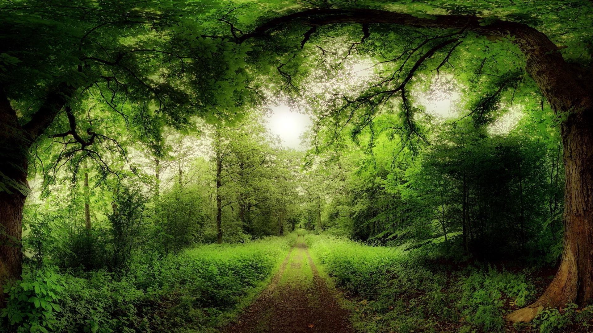 bosque madera paisaje árbol hoja naturaleza parque luz medio ambiente otoño exuberante hierba amanecer niebla buen tiempo