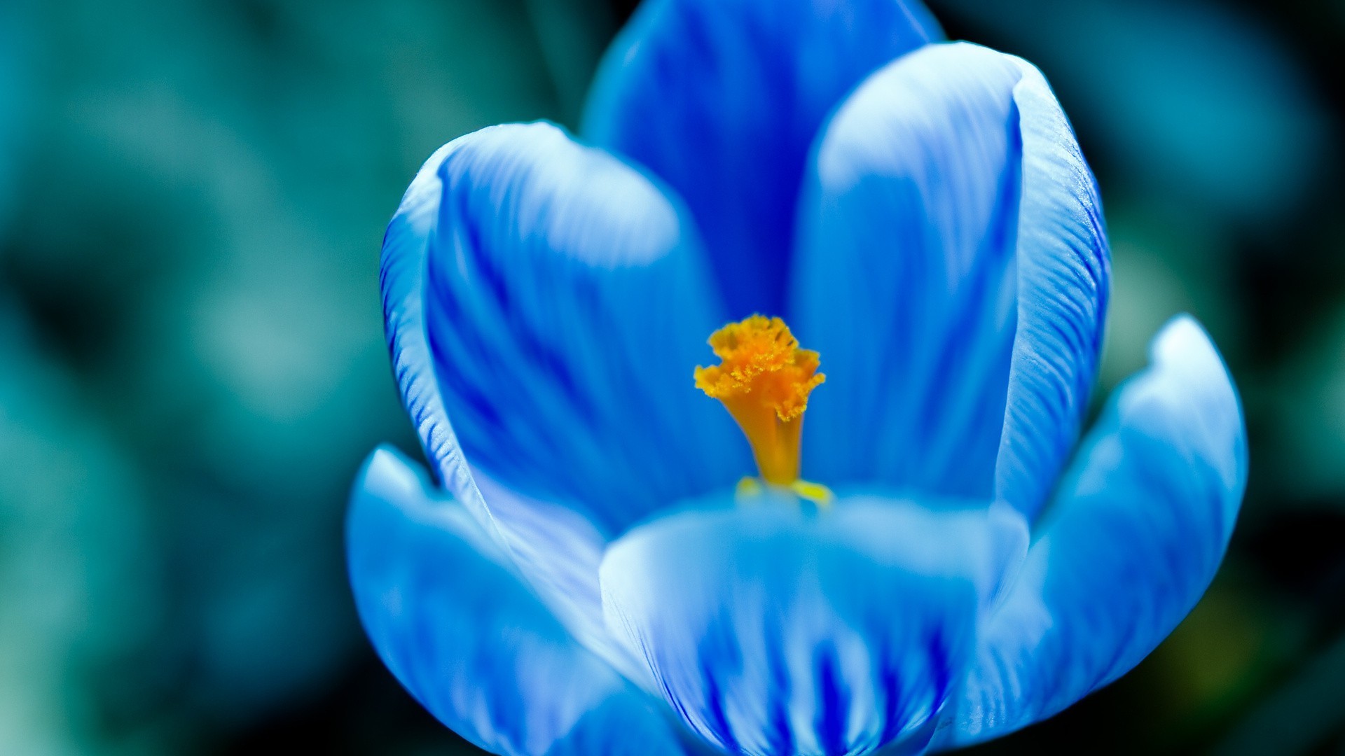 closeup blur flower nature color biology