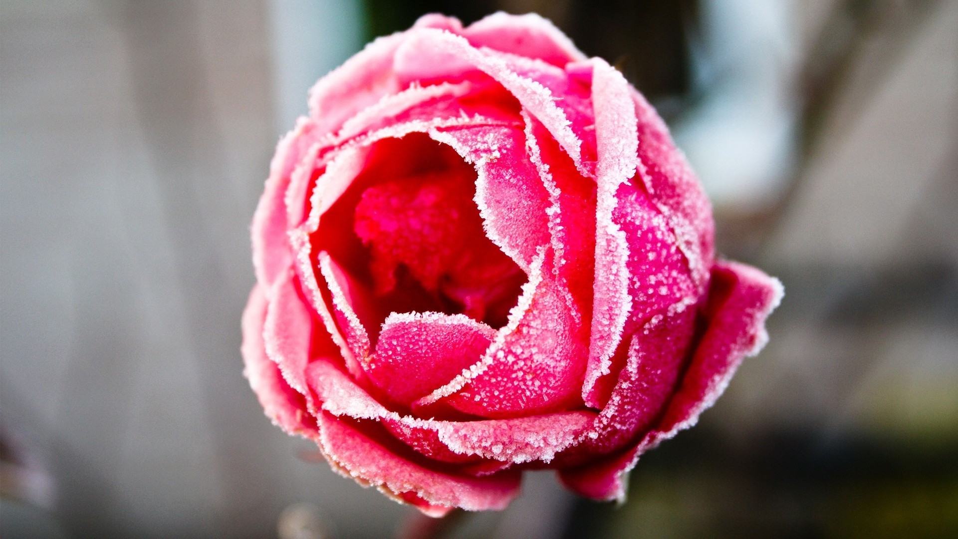 rosas flor amor natureza casamento romance folha pétala flora verão romântico jardim orvalho