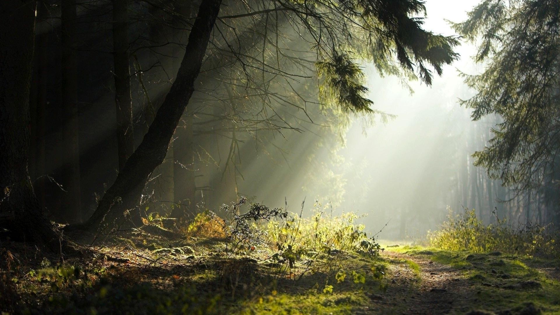 bosque madera árbol paisaje niebla niebla naturaleza otoño amanecer parque al aire libre hoja medio ambiente luz agua buen tiempo escénico