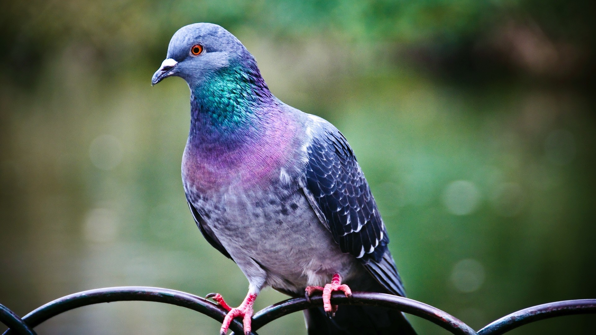 hayvanlar kuş doğa yaban hayatı güvercin hayvan geçiş yumuşatma gaga vahşi açık havada avian kanat renk