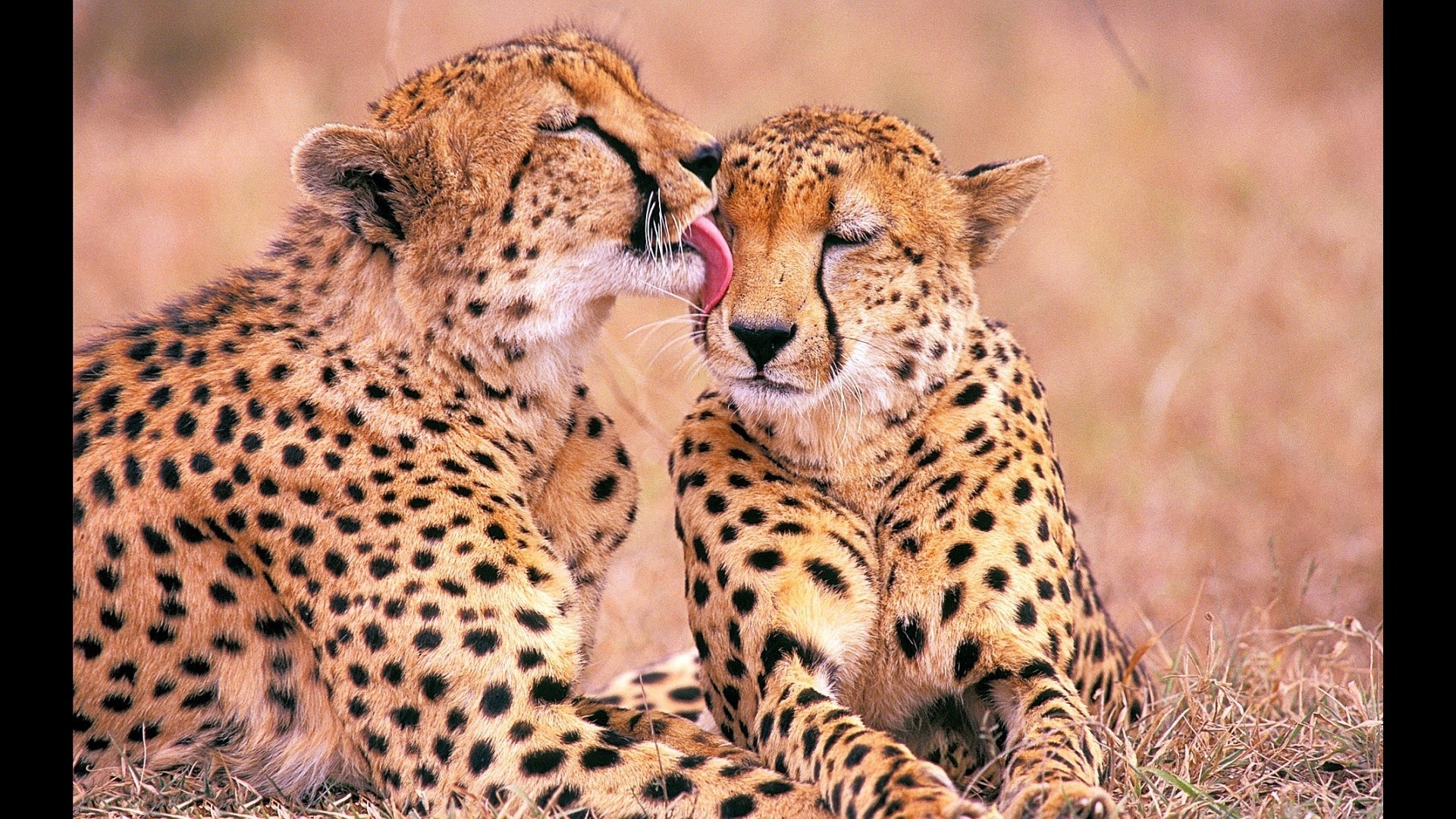 leopards wildlife mammal safari cat animal predator wild nature cheetah hunter carnivore