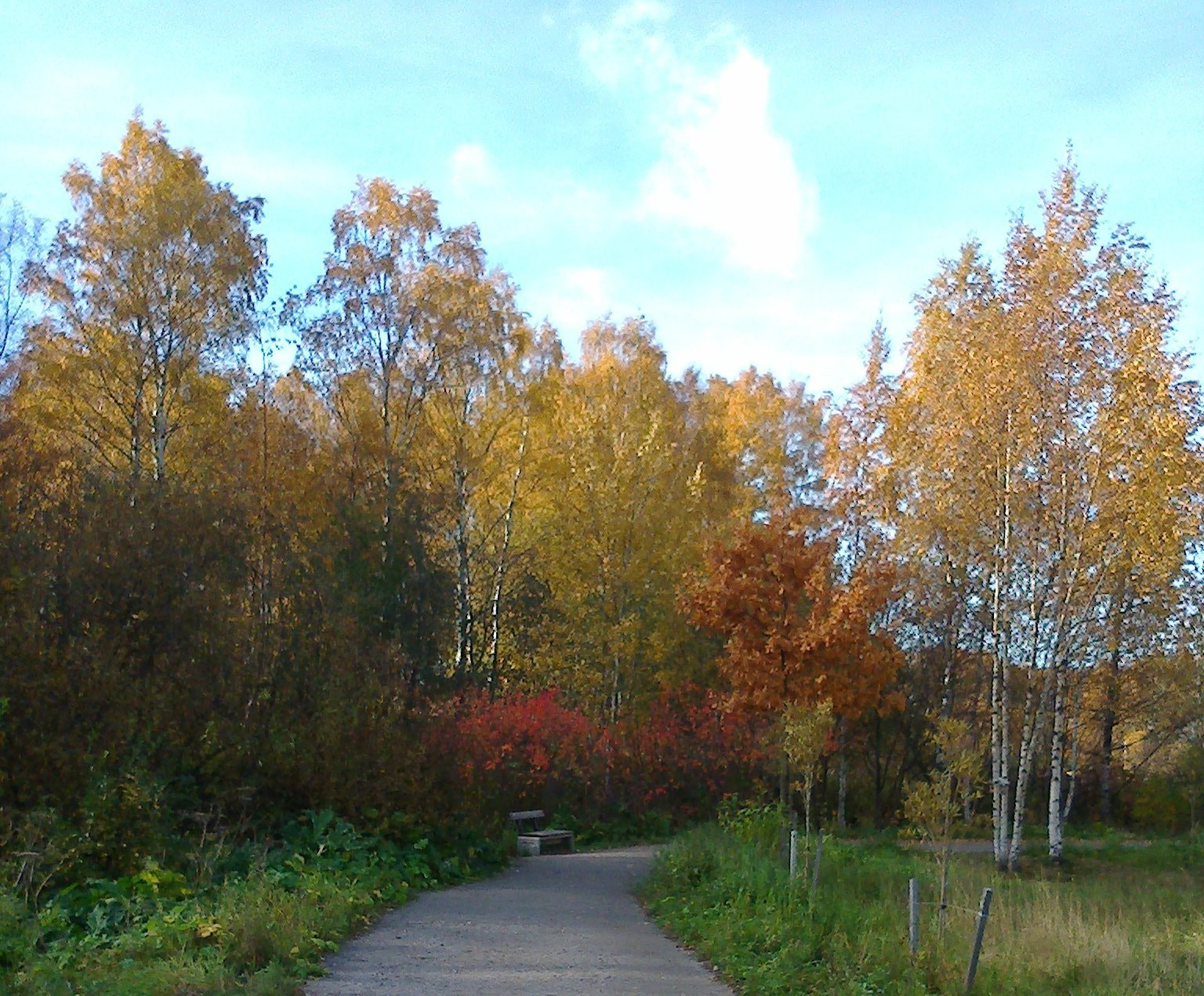 autumn fall tree landscape wood leaf road nature park dawn fog guidance mist outdoors fair weather countryside rural scenic season environment