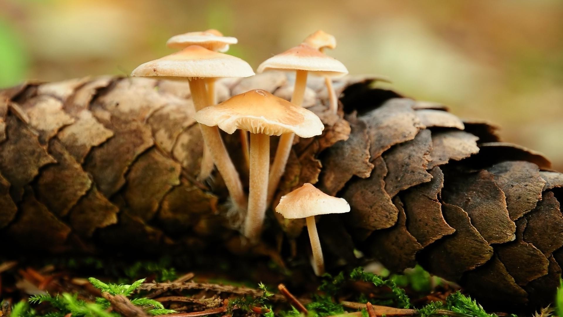 plantas hongo hongo otoño seta naturaleza madera borovik musgo comestible comida cubierta esporas salvaje flora temporada al aire libre hoja hierba