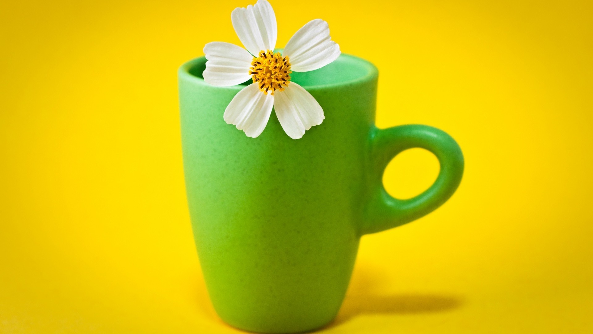 food & drink cup flower tea desktop color drink