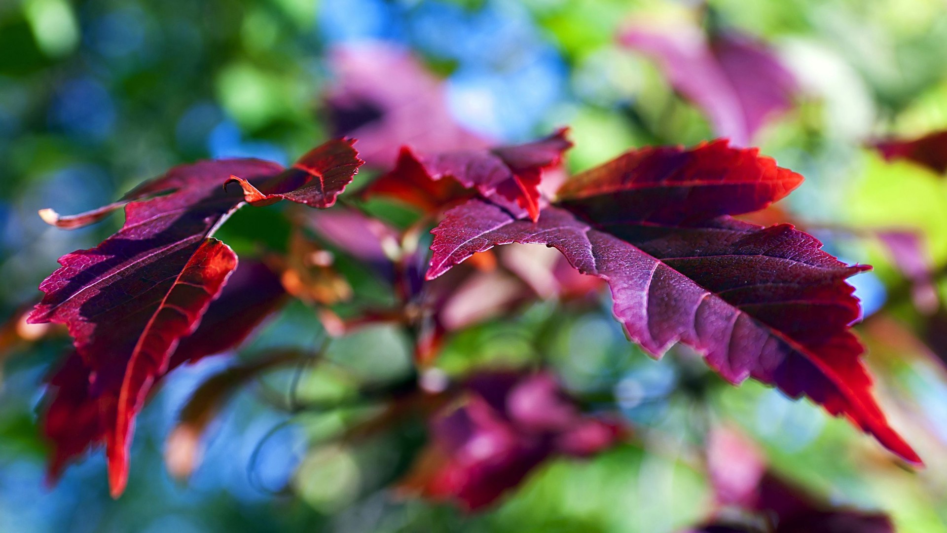 feuilles feuille nature automne flore jardin couleur à l extérieur lumineux arbre saison belle fleur été gros plan bureau croissance lumière