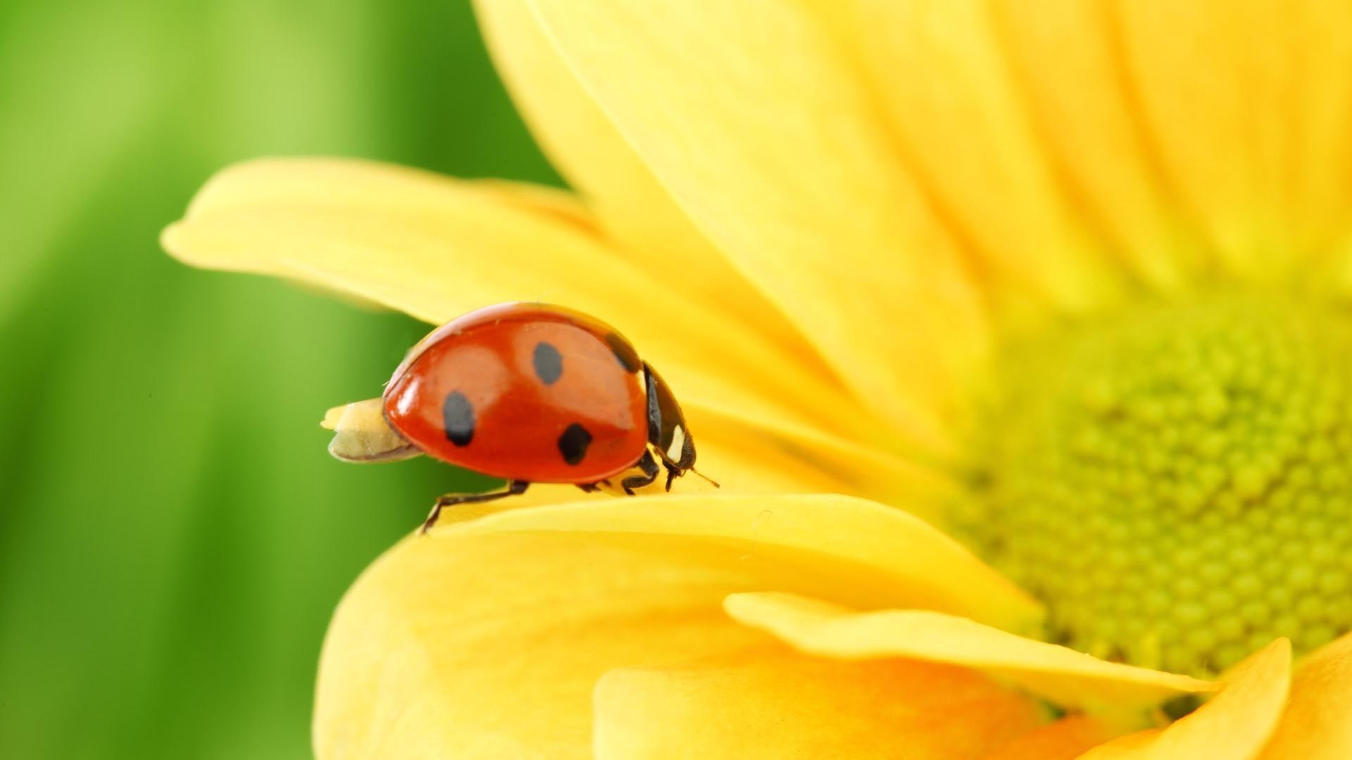 insectes coccinelle scarabée insecte nature été flore biologie lumineux à l extérieur jardin beau temps minuscule herbe couleur fleur feuille zoologie croissance peu