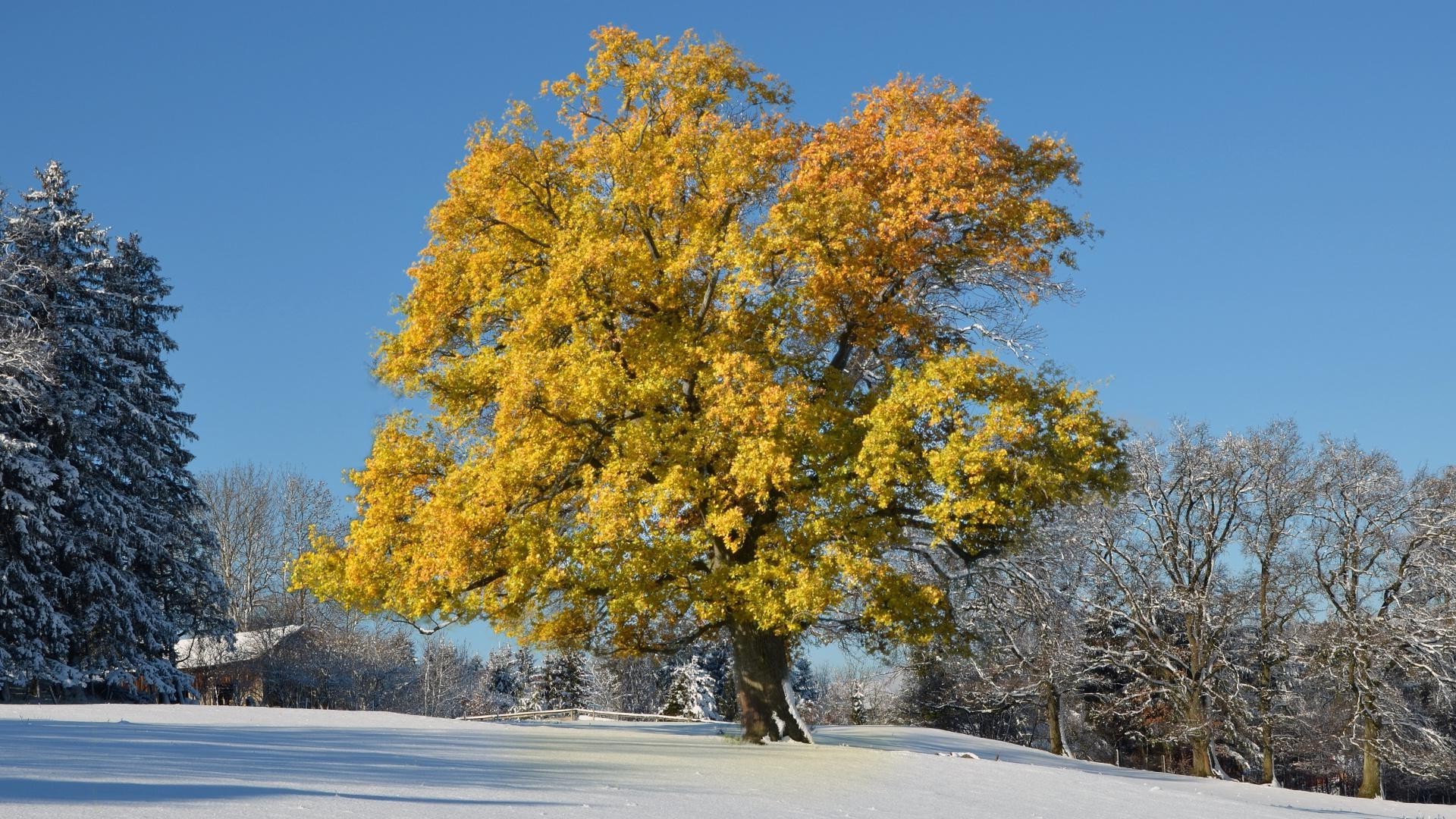 trees tree landscape wood season scenic road winter snow park branch fall outdoors weather guidance scene nature daylight leaf fair weather