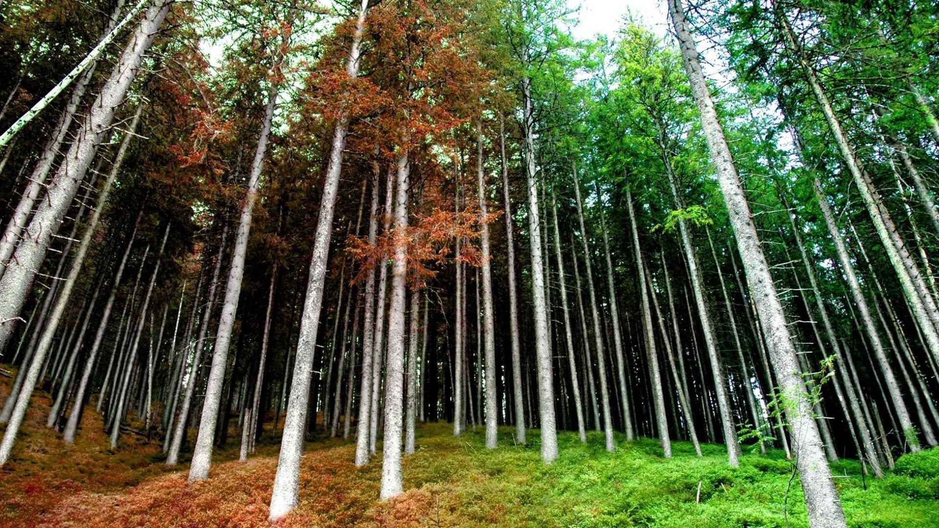 paysage bois arbre nature feuille paysage environnement parc automne beau temps flore à l extérieur luxuriante saison branche aube tronc scénique paysages sauvage