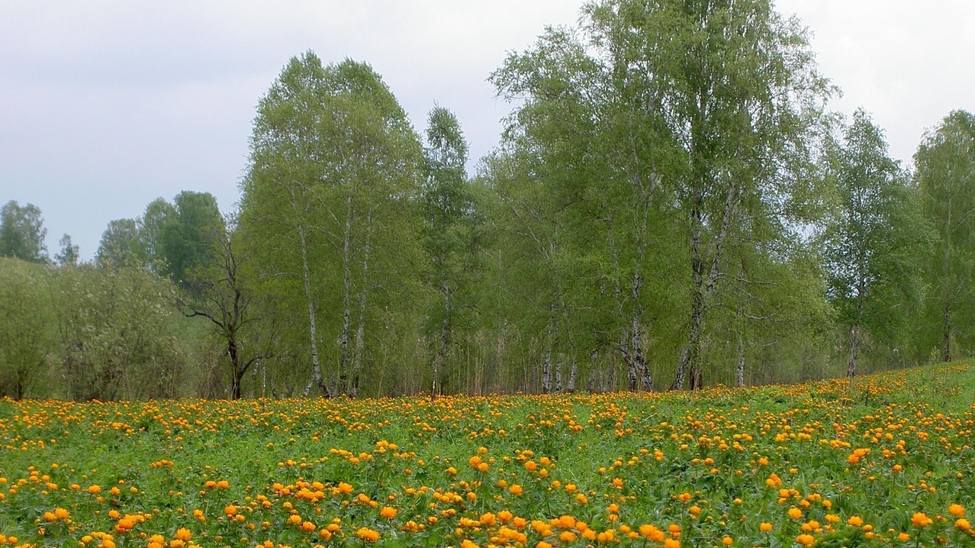 өрістер шабындықтар мен аңғарлар табиғат пейзаж гүл шөп ашық ауада жаз ауыл ағаш шабындық жапырақ флора ауыл жақсы ауа-райы өсу өріс идилл сәрсенбі көкнәр жарқын