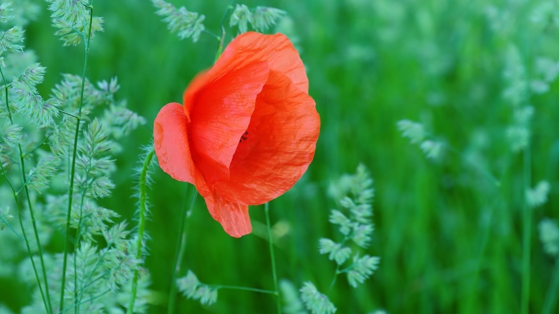 kwiaty natura kwiat lato flora liść wzrost poppy pole jasny ogród trawa sianokosy na zewnątrz kwiatowy dziki kolor sezon dobra pogoda