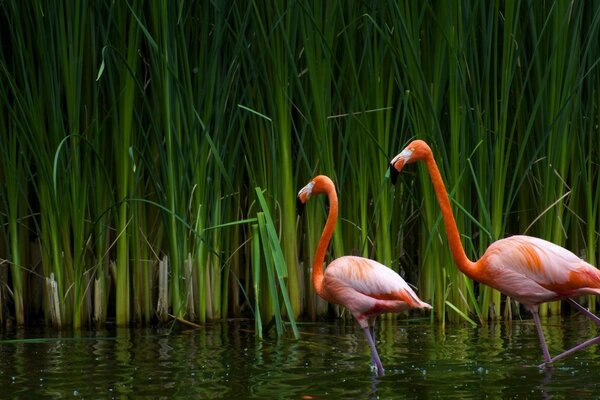 Flamingos on the background of a thicket of grass