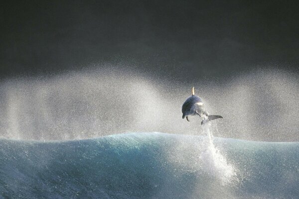 Dolphin jumps out of the water with splashes