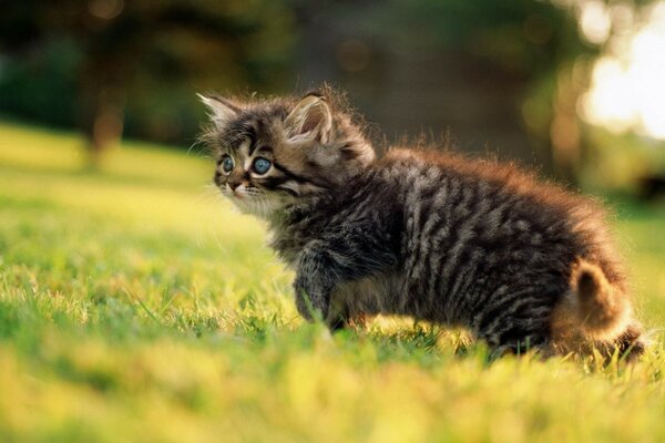 A little kitten on the green grass